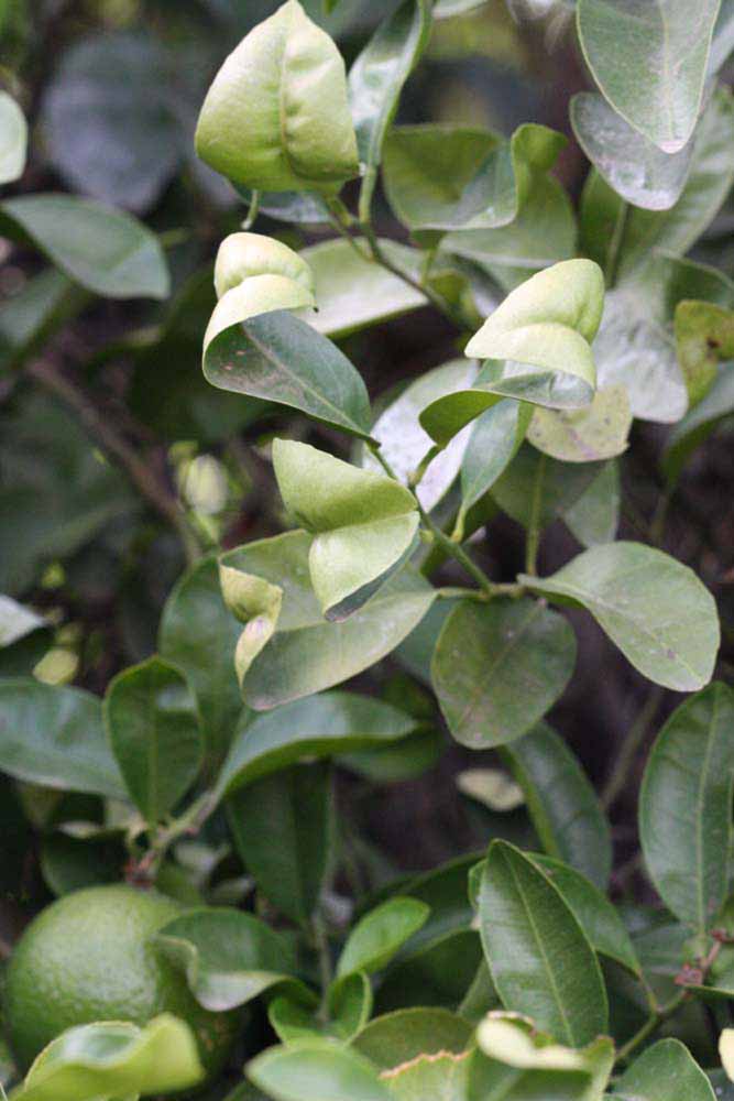              Sun leaves (Riverside, CA)       